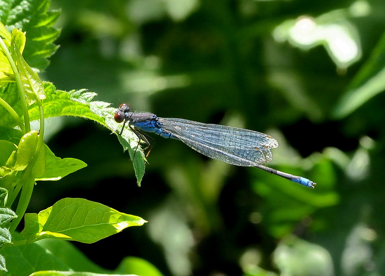 Erythromma viridulum